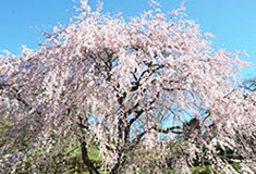 中川村の風景4