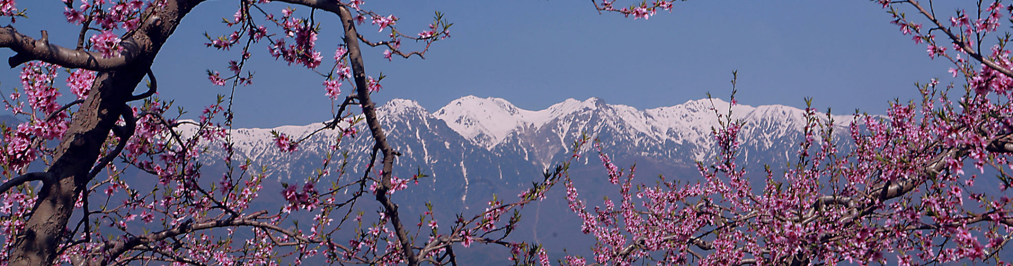 中川村の景色（春）