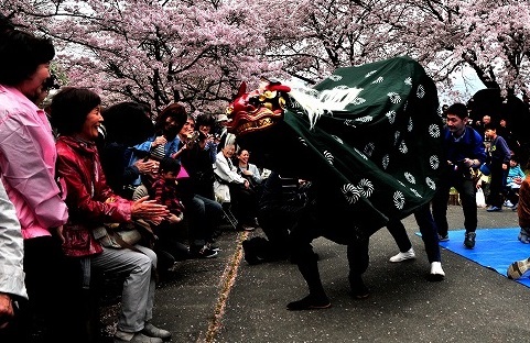 獅子舞と桜の写真です