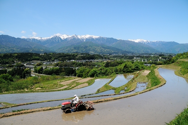 中央アルプスを望む飯沼の稲田の田植の写真です