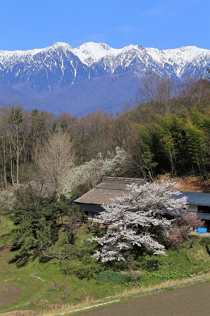 茅葺の古民家と中央アルプスの写真です