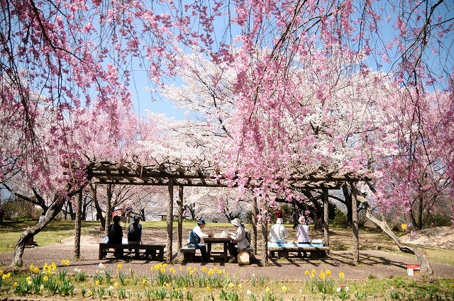 大草城址公園の満開の桜の花見の写真です