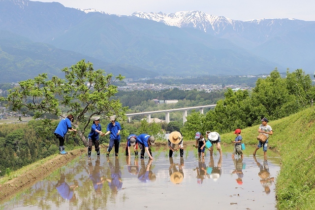 田植体験をする人たちの写真です