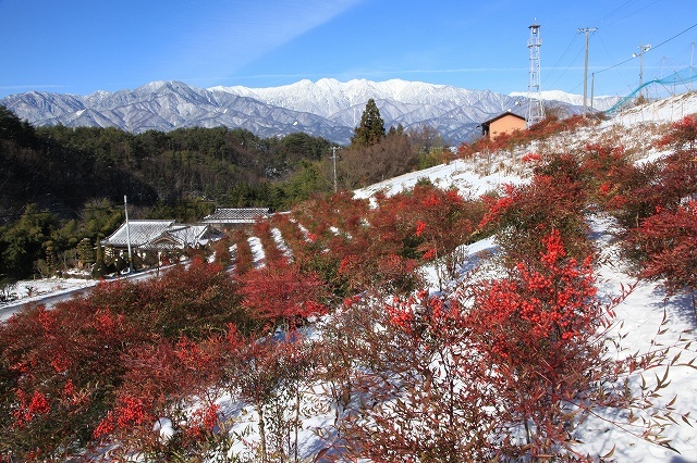 初雪と紅葉の写真です