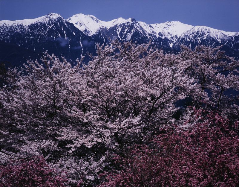 中央アルプスと桜の写真です