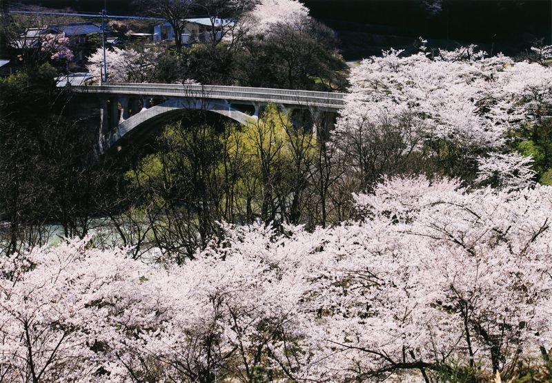 坂戸橋と桜の写真です