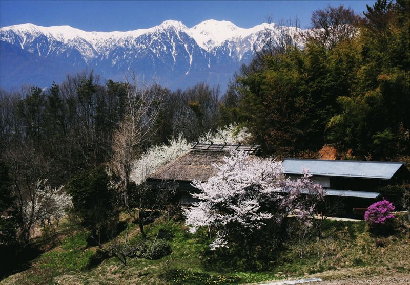 茅葺の古民家と桜の写真です