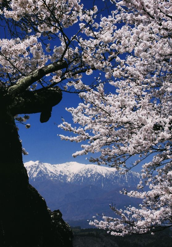 桜と雪山の写真です