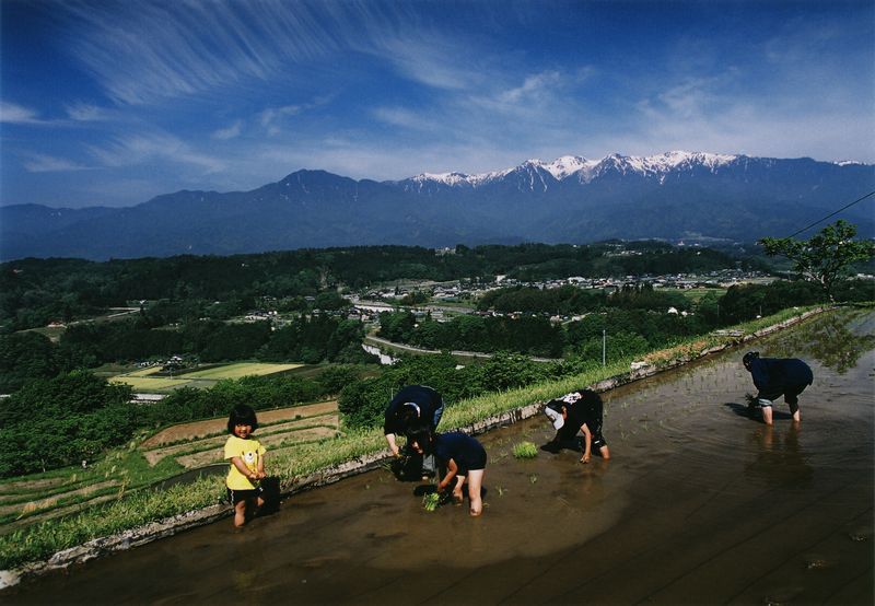 飯沼の棚田で家族で田植をしている風景の写真です