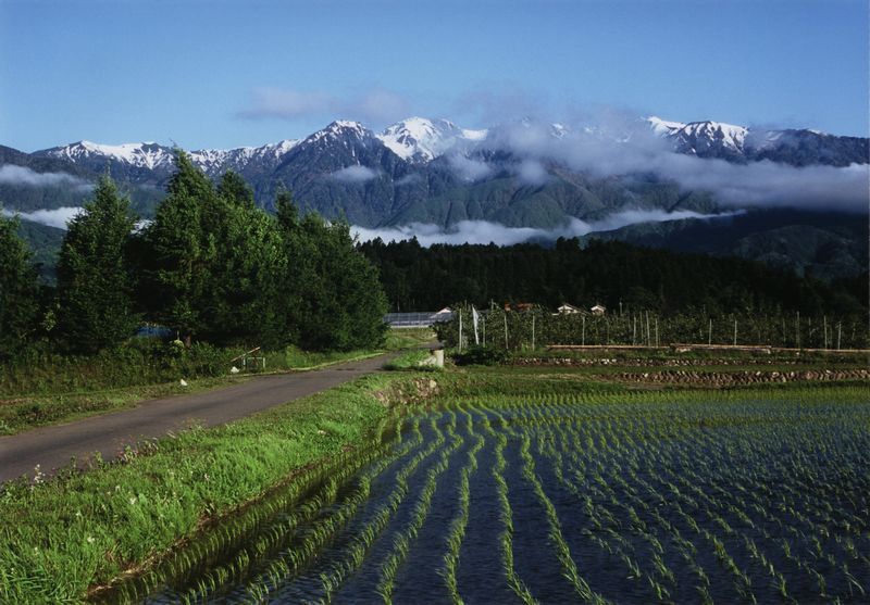 中央アルプスと田植を終えた田園の風景の写真です