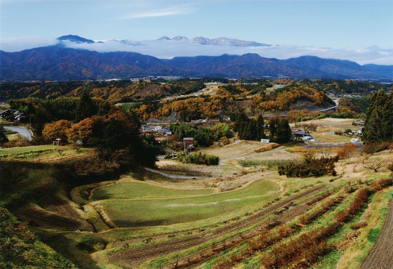 棚田一面の稲穂の写真です