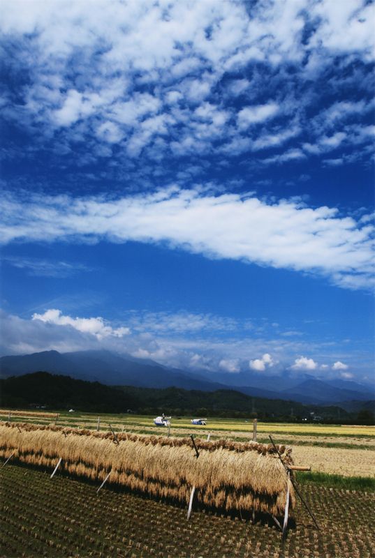 青空の下、稲刈りを終えたはぜ掛けの写真です