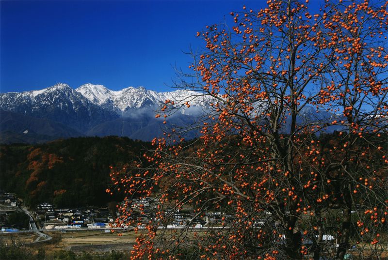 柿の木の奥に見える中央アルプスの写真です