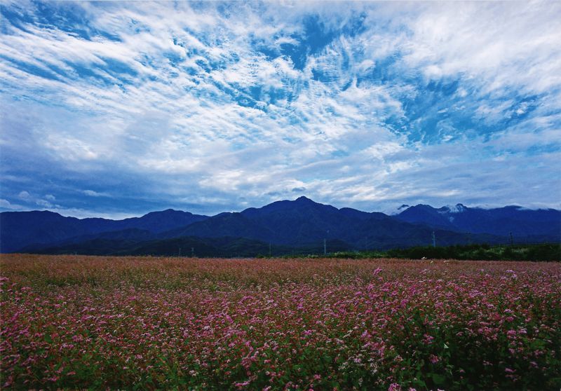 赤そば畑と中央アルプスの写真です