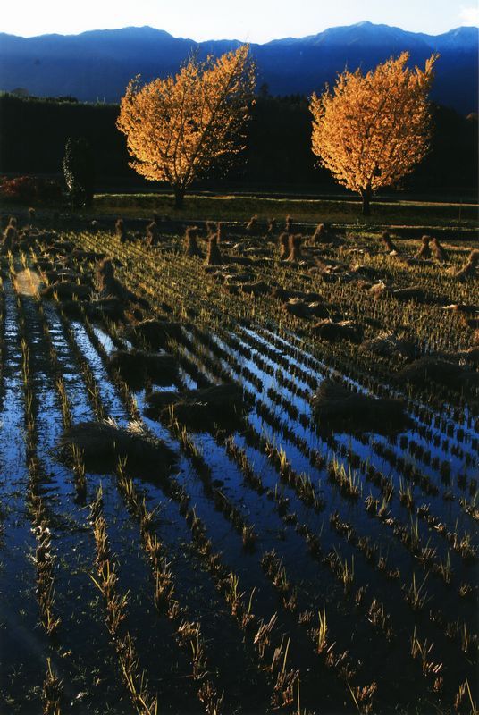 渡場のイチョウ並木が稲刈り後の田の水面に反射している写真です