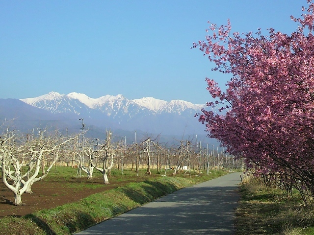 伊那田島の桜並木の写真です