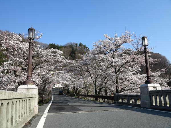 坂戸の桜