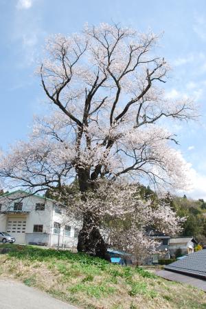 中西の桜