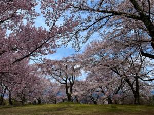 桜の広場