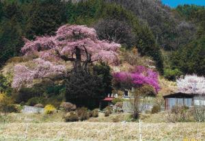 西丸尾のさくら