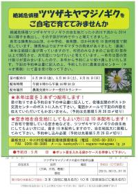 ツツザキヤマジノギクをご自宅で育ててみませんか