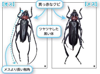成虫の特徴