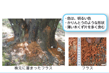 フラス