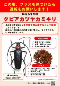 クビアカツヤカミキリ注意喚起